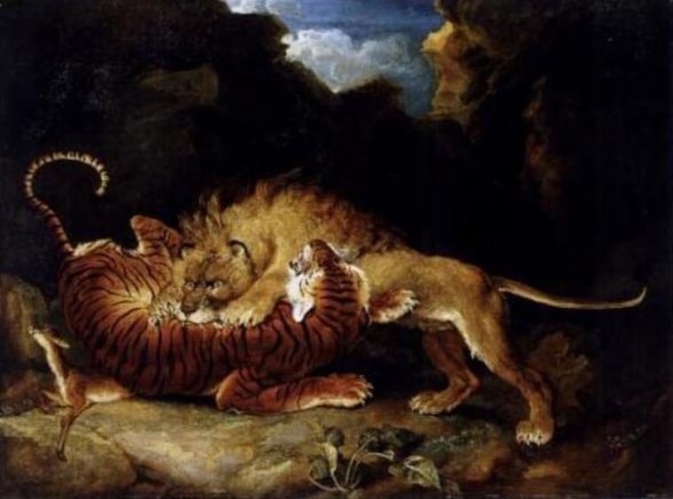 What if a lion fights a tiger?
